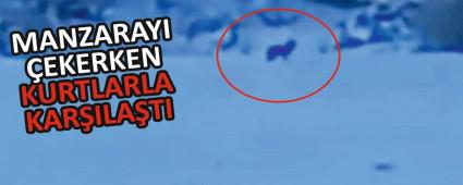 MANZARAYI EKERKEN KURTLARLA KARILATI