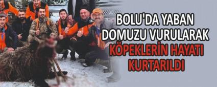 BOLU\'DA YABAN DOMUZU VURULARAK KPEKLERN HAYATI KURTARILDI