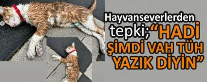 HAD MD VAH TH YAZIK DYN