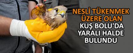 NESL TKENMEK ZERE OLAN KU BOLU\'DA YARALI HALDE BULUNDU