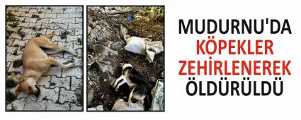 MUDURNU\'DA KPEKLER ZEHRLENEREK LDRLD