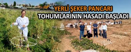 YERL EKER PANCARI TOHUMLARININ HASADI BALADI