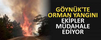 GYNK\'TE ORMAN YANGINI