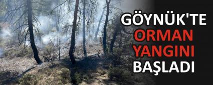 GYNK\'TE ORMAN YANGINI BALADI