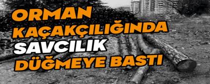 Bolu\'da orman kaaklnda savclk dmeye bast