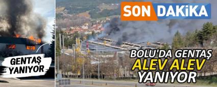 BOLU\'DA GENTA ALEV ALEV YANIYOR