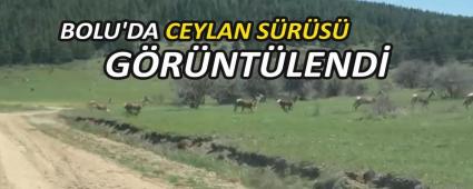 BOLU\'DA CEYLAN SRS GRNTLEND