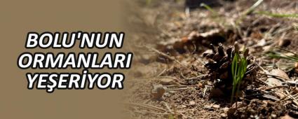 BOLU\'NUN ORMANLARI YEERYOR
