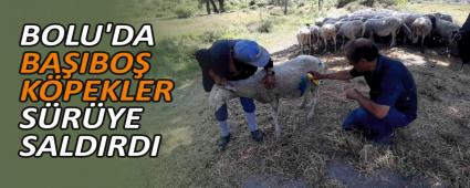 BOLU\'DA BAIBO KPEKLER SRYE SALDIRDI