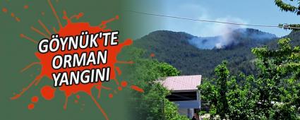 GYNK\'TE ORMAN YANGINI