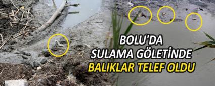 BOLU\'DA SULAMA GLETNDE BALIKLAR TELEF OLDU
