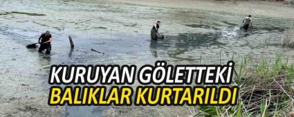 KURUYAN GLETTEK BALIKLAR KURTARILDI