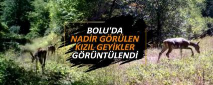 BOLU\'DA NADR GRLEN KIZIL GEYKLER GRNTLEND