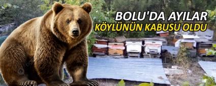 BOLU\'DA AYILAR KYLNN KABUSU OLDU