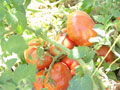 Serac�l�k geli�iyor