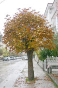 Hazan, h�z�n bir arada 