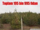 �imento 5000 fidan daha dikti