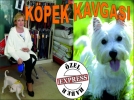K�pek kavgas�