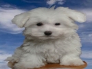 Kay�p K�p�k 