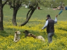 K�pekler tatilcileri tedirgin ediyor