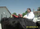 �amyayla’da Kene M�cadelesi