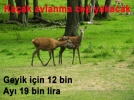 Ka�ak avlanma cep yakacak