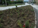 Bolu �i�ek a��yor