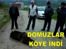 Domuzlar k�ye indi