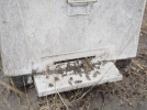 Ar�lar telef oldu