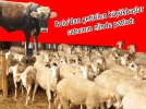 B�y�kba�lar geri d�nd�!