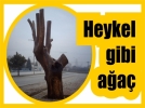 Heykel gibi a�a�