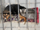 Hasta k�pe�e kedi refakat�i  