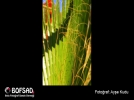 BOFSAD'da 7 May�s 2013 g�n�n foto�raf�