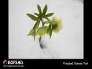 BOFSAD'da  8 May�s 2013 g�n�n foto�raf�
