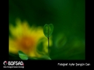 BOFSAD'da 9 May�s 2013 g�n�n foto�raf�
