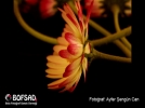 BOFSAD'da  g�n�n foto�raf�