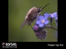 BOFSAD'da  g�n�n foto�raf�