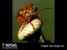 BOFSAD'da  g�n�n foto�raf�