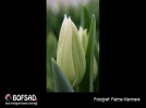 BOFSAD'da 29 May�s 2013 g�n�n foto�raf�