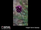 BOFSAD'da  g�n�n foto�raf�