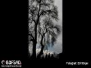 BOFSAD'da g�n�n foto�raf�