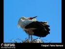 BOFSAD'da g�n�n foto�raf�