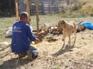 Ba��bo� k�pek b�rakana ceza kap�da!