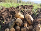 Bolu�da ikinci �r�n patates arkas� bu�day