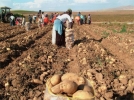 Bolu�da patates �retimi artt�