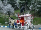 Abant beyaz gelinli�ini giydi