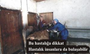 S���rlarda Nod�ler Ekzantemi Hastal���na dikkat!