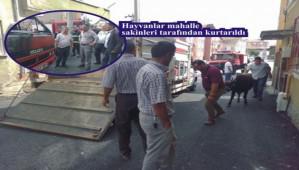 Hayvan y�kl� kamyon yand�