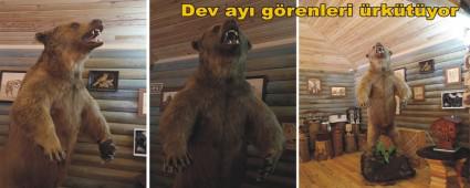 Telef olan boz ay� �l�ms�zle�tirildi
