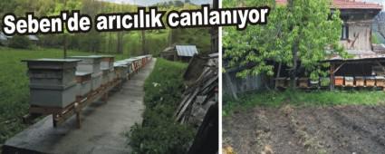 Seben'de ar�c�l�k canlan�yor
